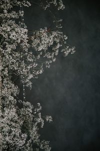 img 0262