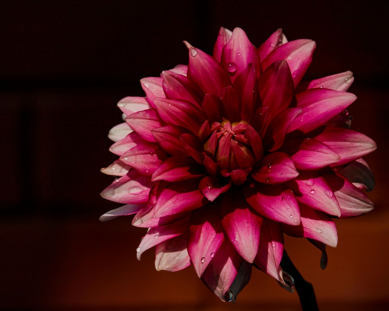 A close-up of a vibrant pink Dahlia flower with glistening water droplets on its petals.